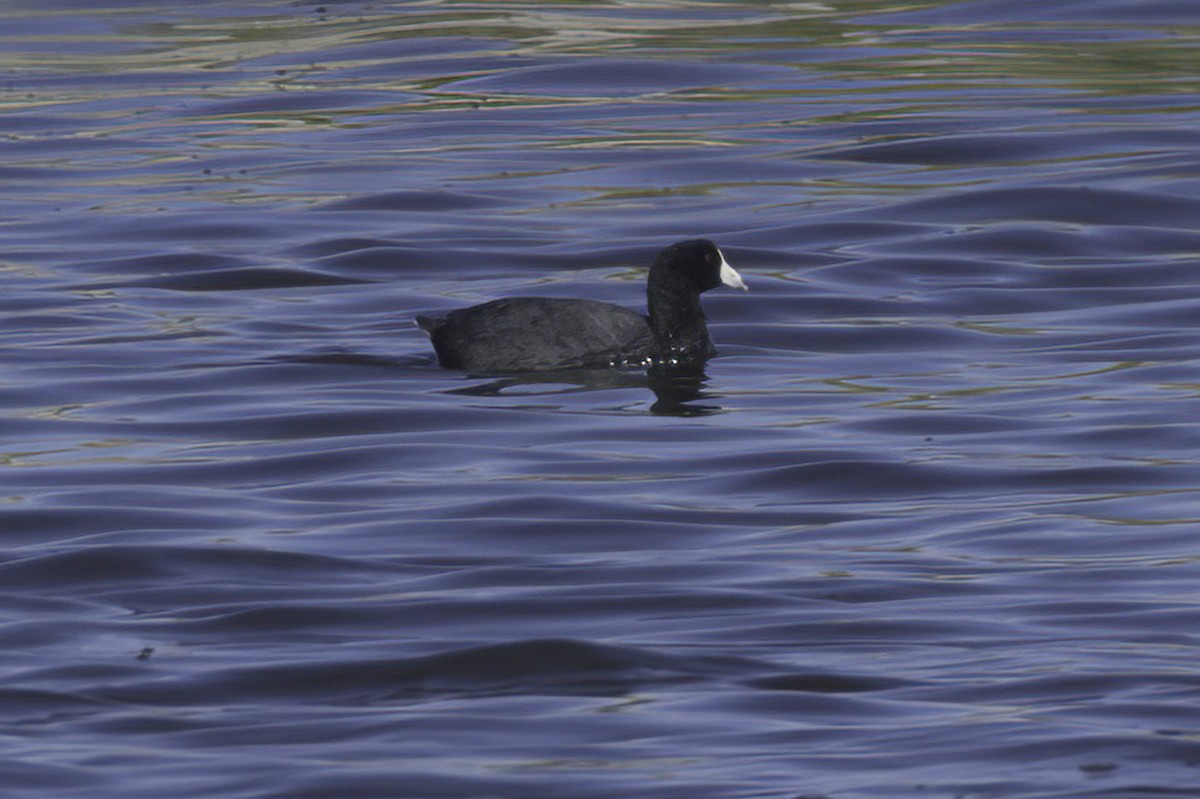 American Coot - ML645127405