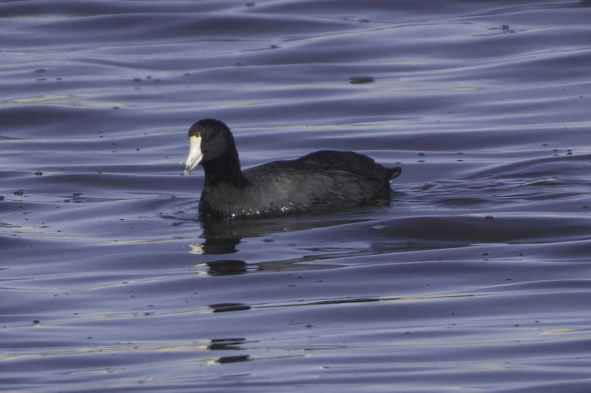 American Coot - ML645127406