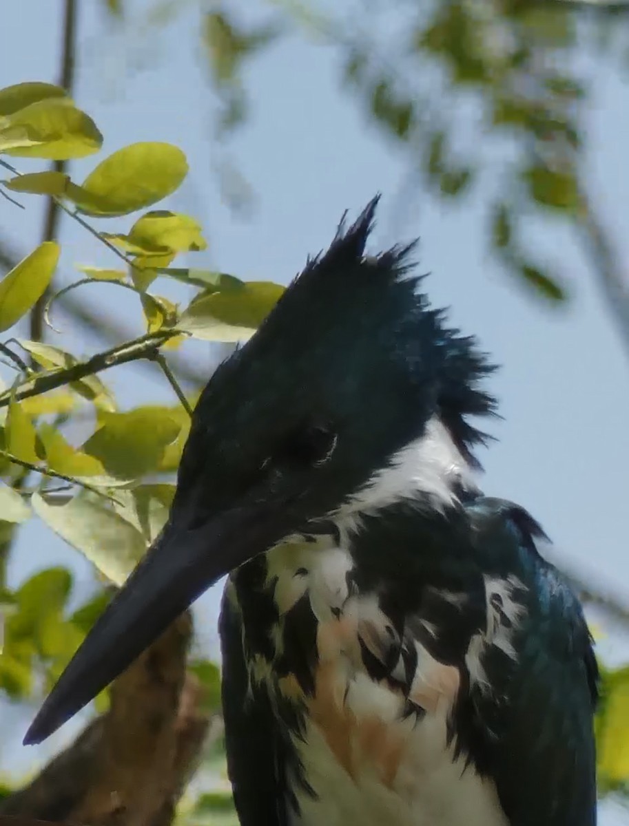Amazon Kingfisher - ML645127412