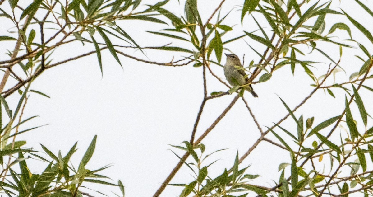 Красноглазый виреон - ML645127417