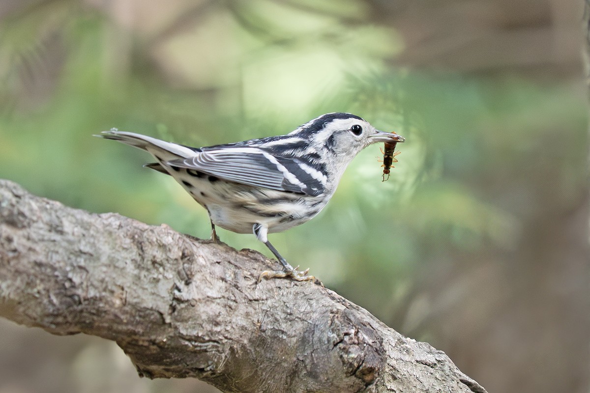 Tırmaşık Ötleğeni - ML645127418