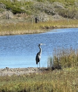 Great Blue Heron - ML645127490
