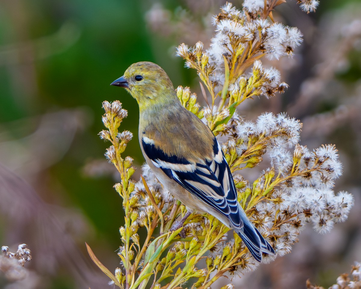 American Goldfinch - ML645127500