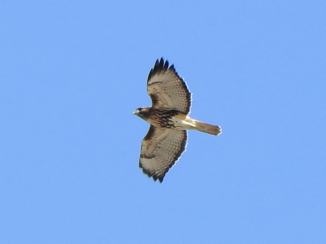 Red-tailed Hawk - ML645127504