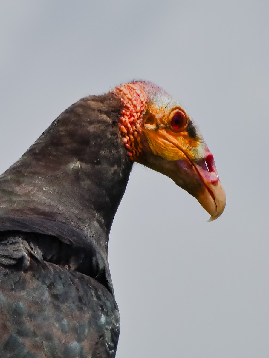 Lesser Yellow-headed Vulture - ML645127505