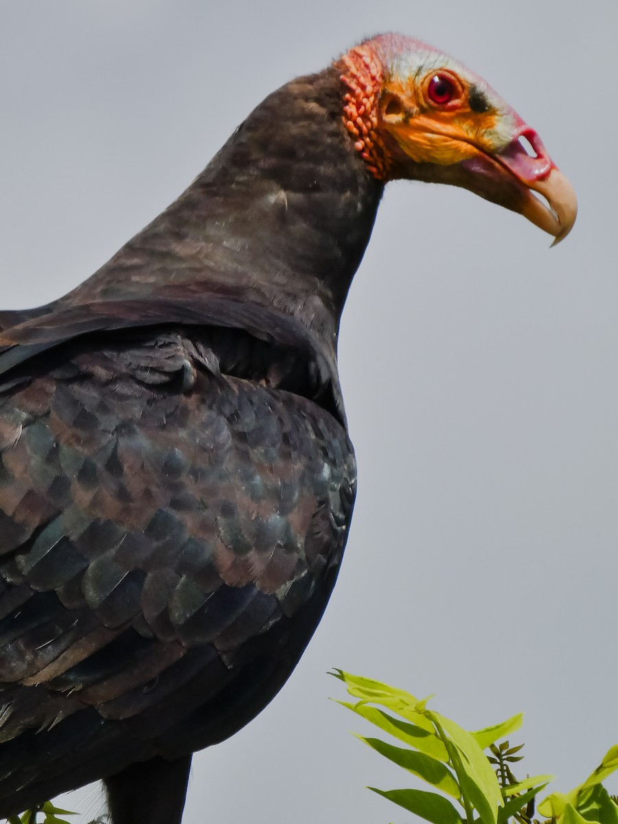 Lesser Yellow-headed Vulture - ML645127506