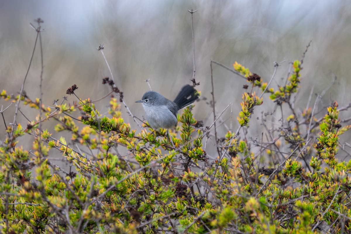 California Gnatcatcher - ML645127515