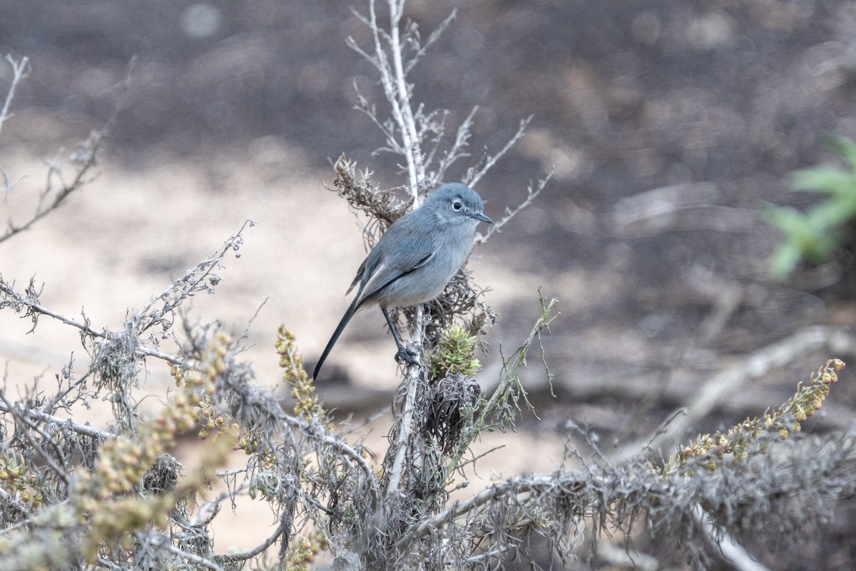 California Gnatcatcher - ML645127516