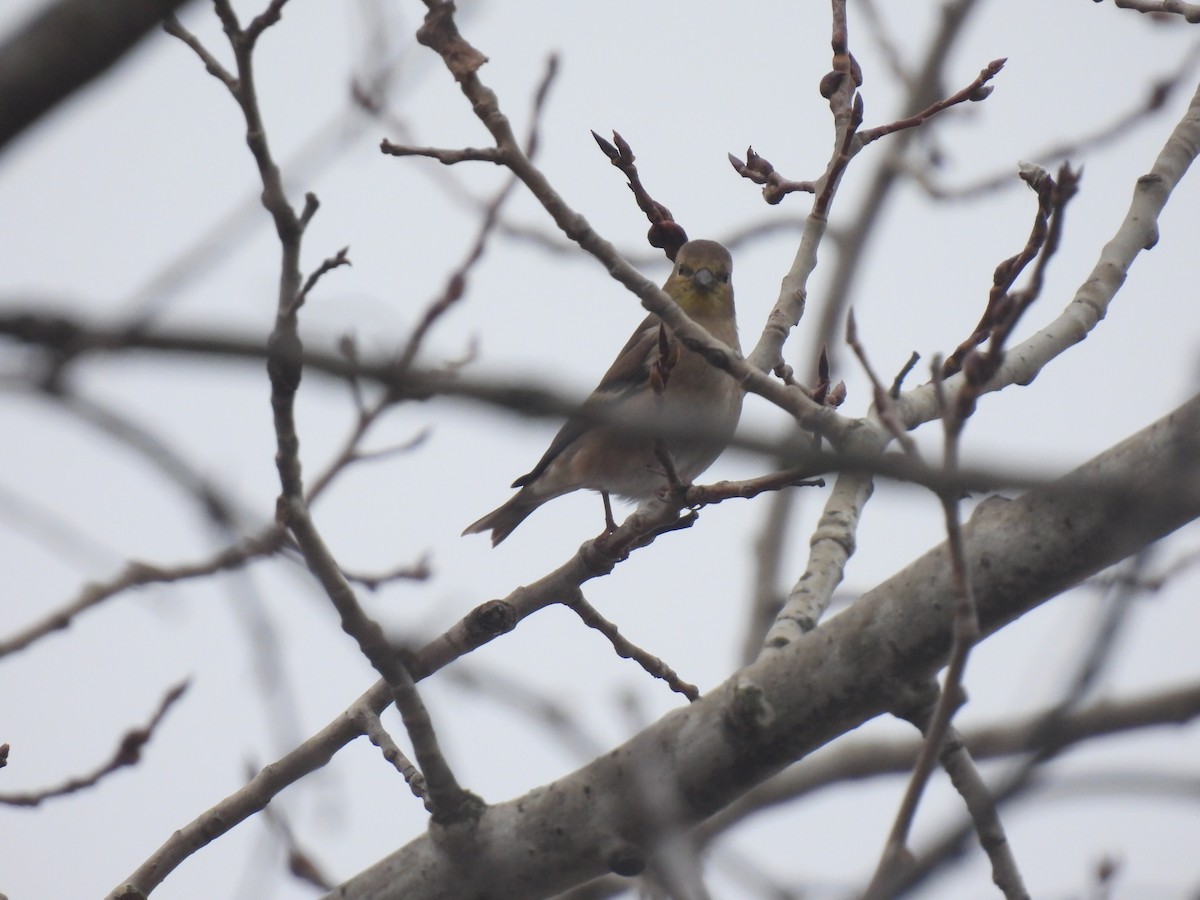 American Goldfinch - ML645127517