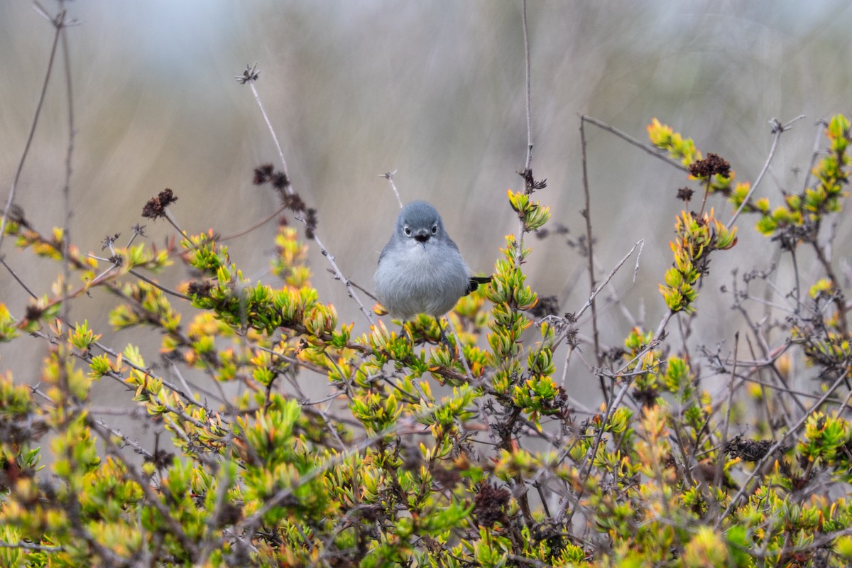 California Gnatcatcher - ML645127519