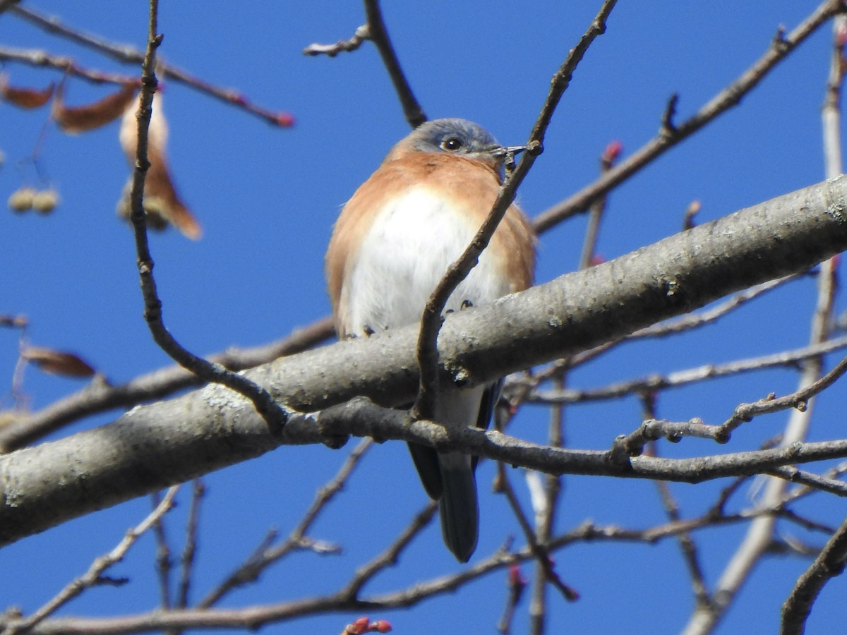 Eastern Bluebird - ML645127532