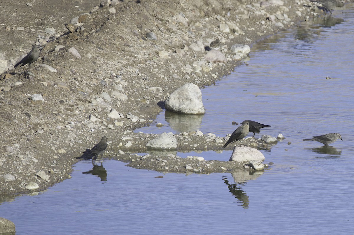 Трупіалець пурпуровий - ML645127555