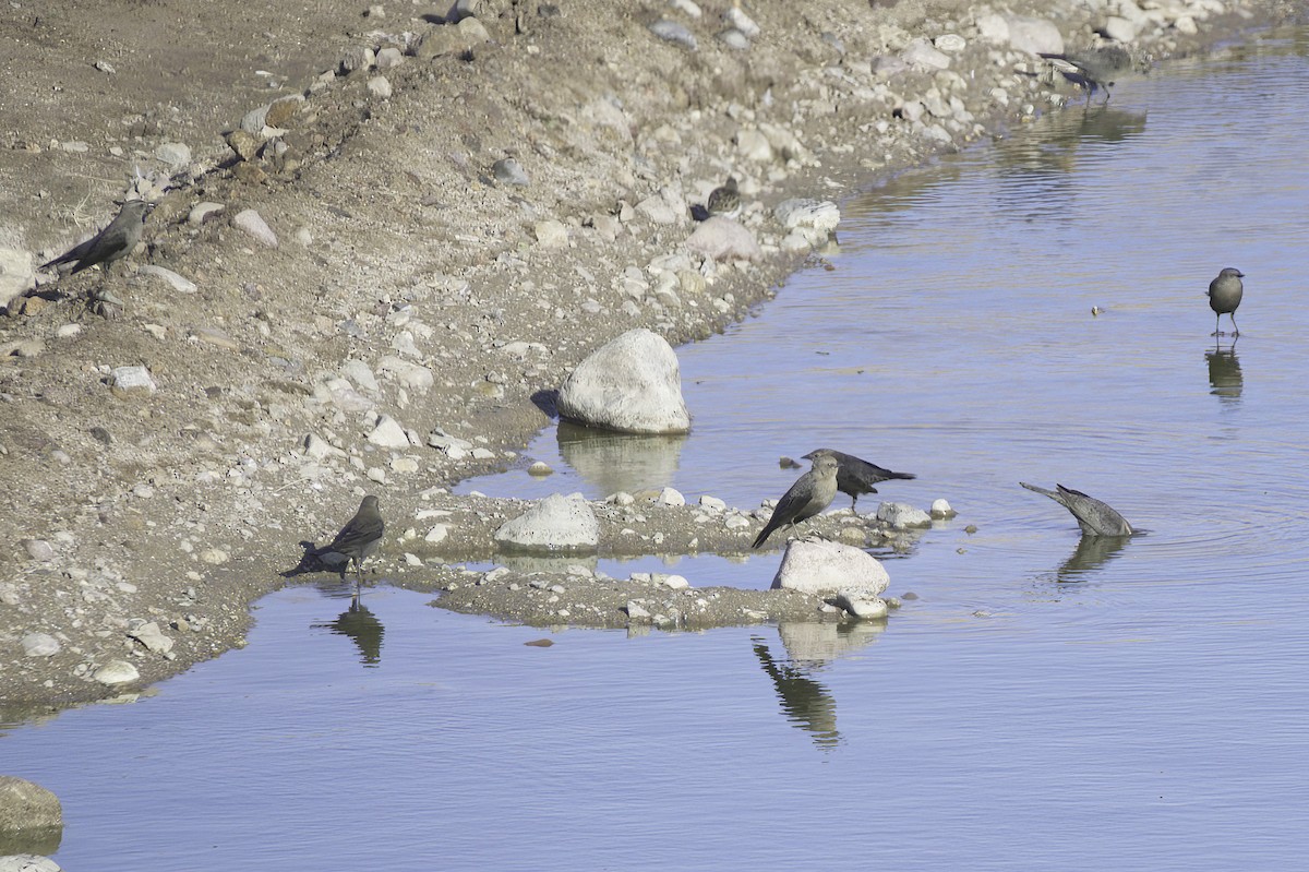 Трупіалець пурпуровий - ML645127556