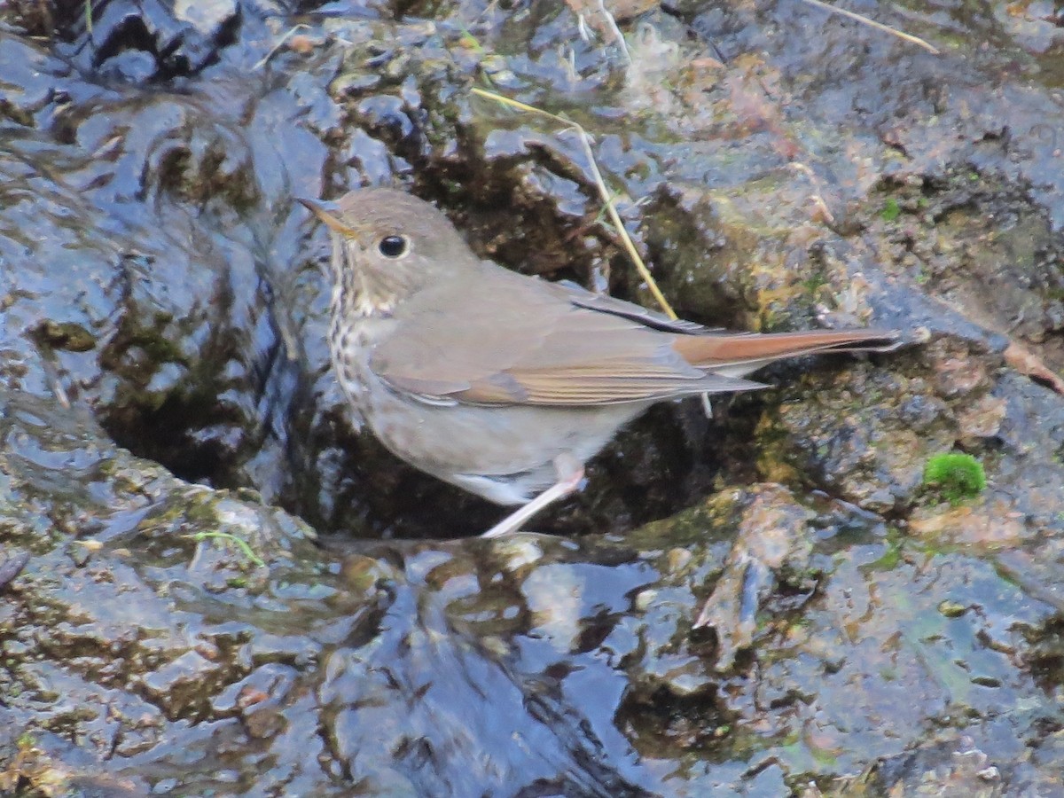 Hermit Thrush - ML645127561