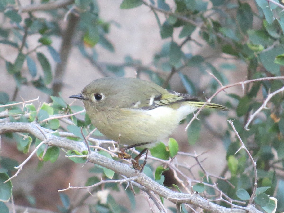 Ruby-crowned Kinglet - ML645127567