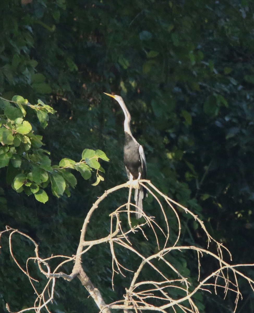 Anhinga roux - ML645127576