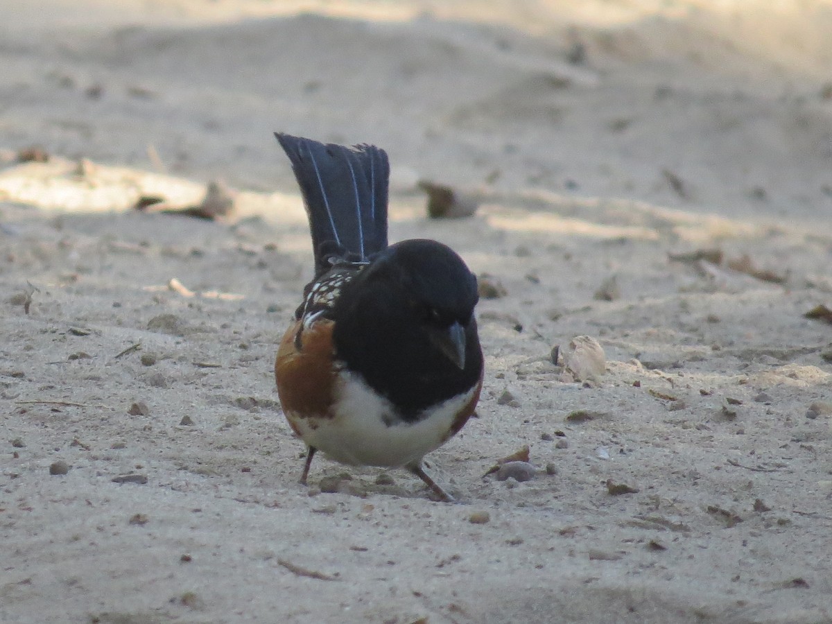 Spotted Towhee - ML645127589