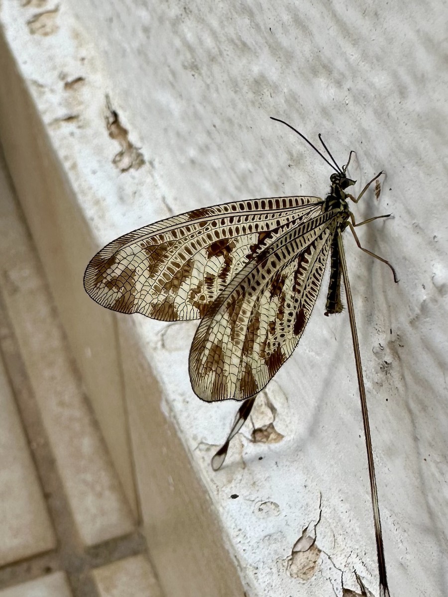 Greek Spoonwing - ML645127596