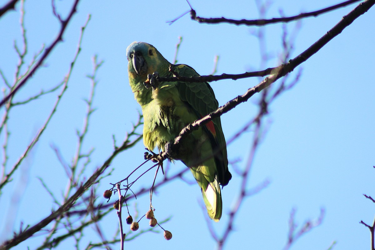 Turquoise-fronted Amazon - ML645127597