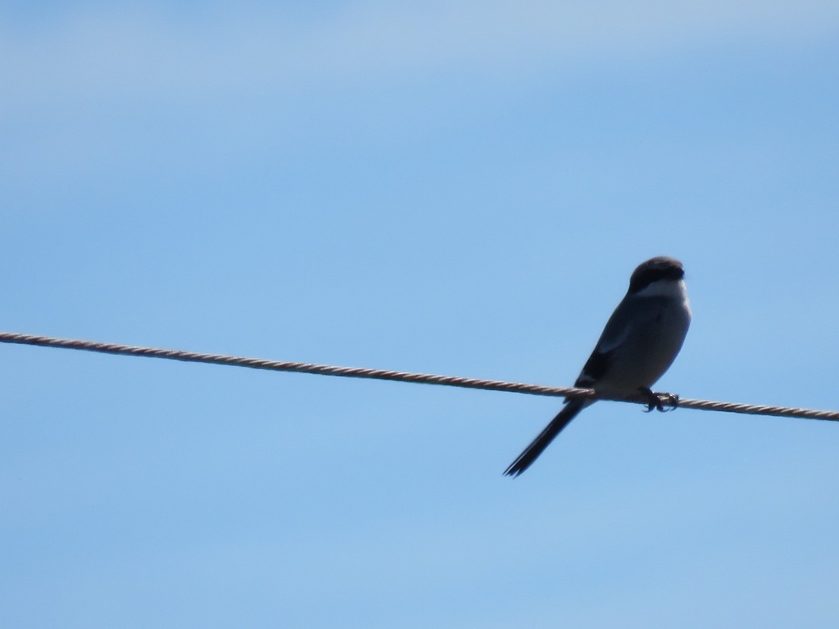Loggerhead Shrike - ML645127604