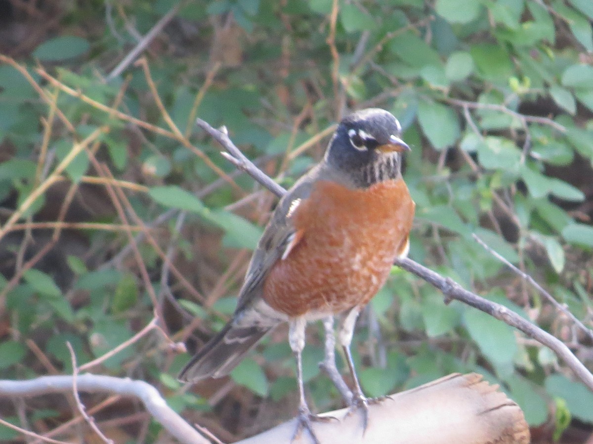 American Robin - ML645127605