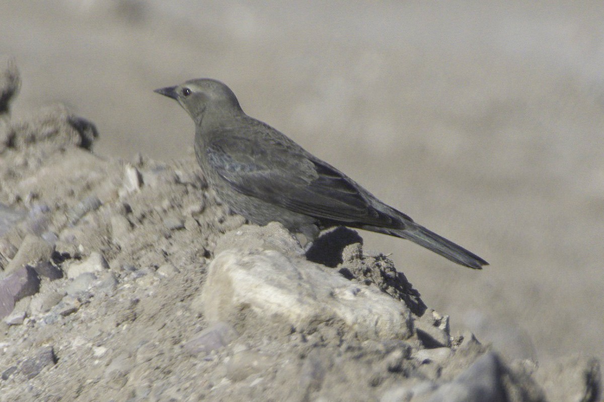 Трупіалець пурпуровий - ML645127608