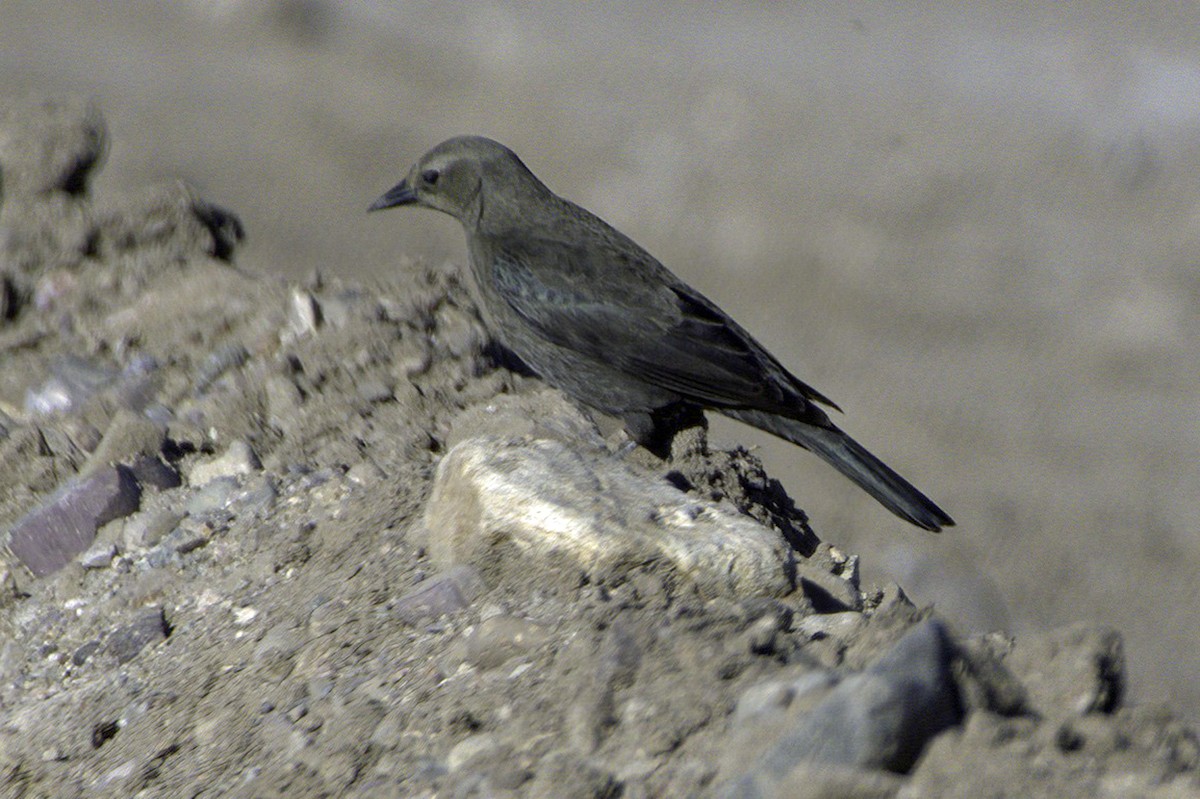 Трупіалець пурпуровий - ML645127609