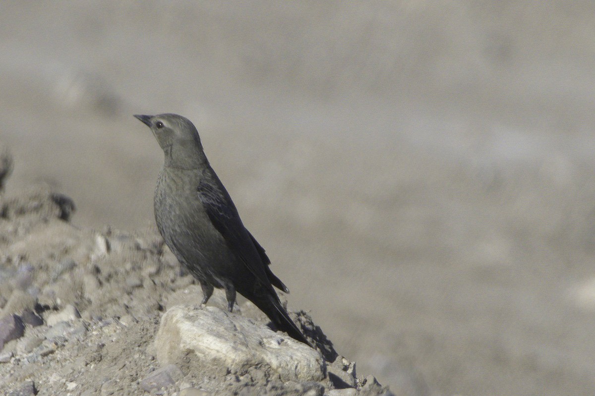 Трупіалець пурпуровий - ML645127610