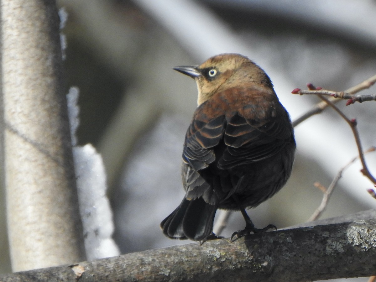 Rusty Blackbird - ML645127613