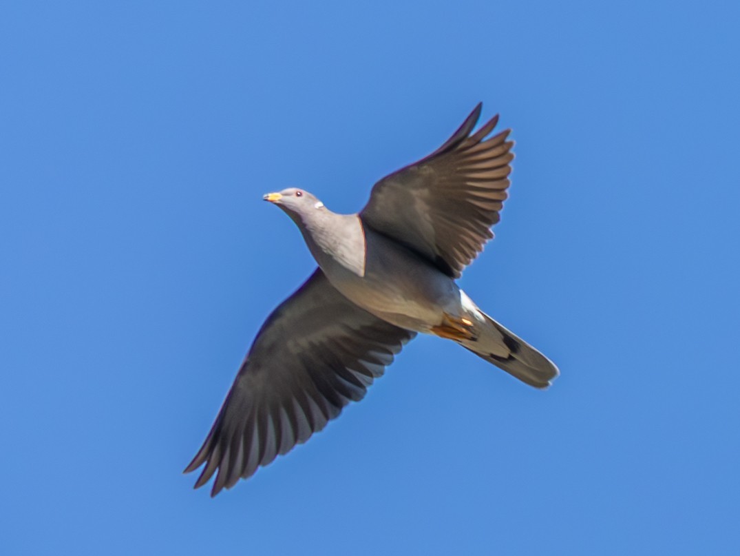 Band-tailed Pigeon (Northern) - ML645127617