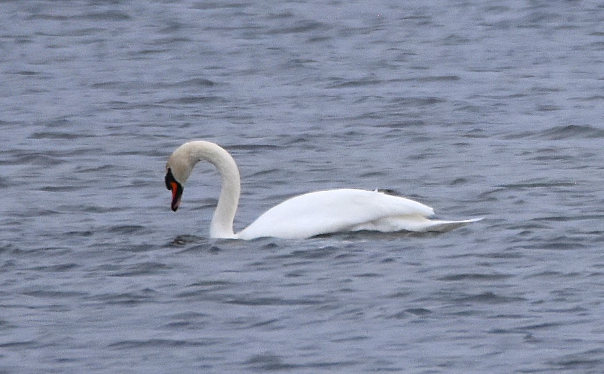 Лебідь-шипун - ML645127618