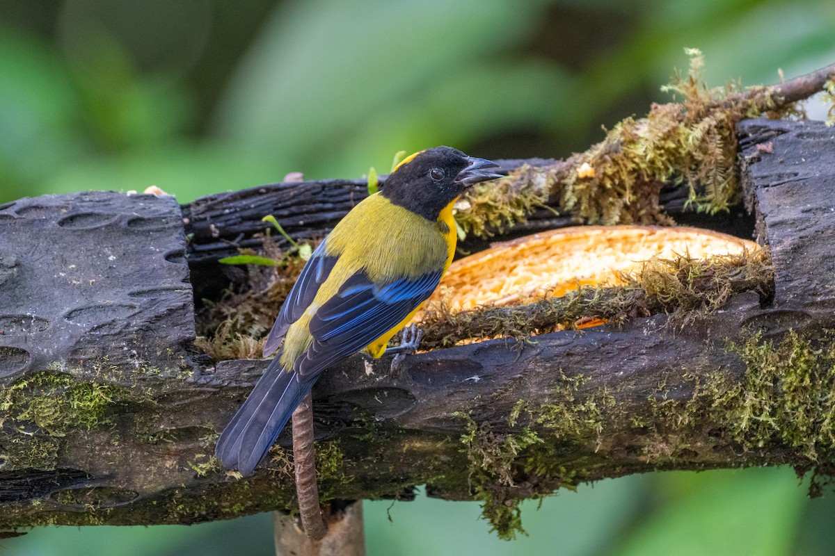 Black-chinned Mountain Tanager - ML645127620