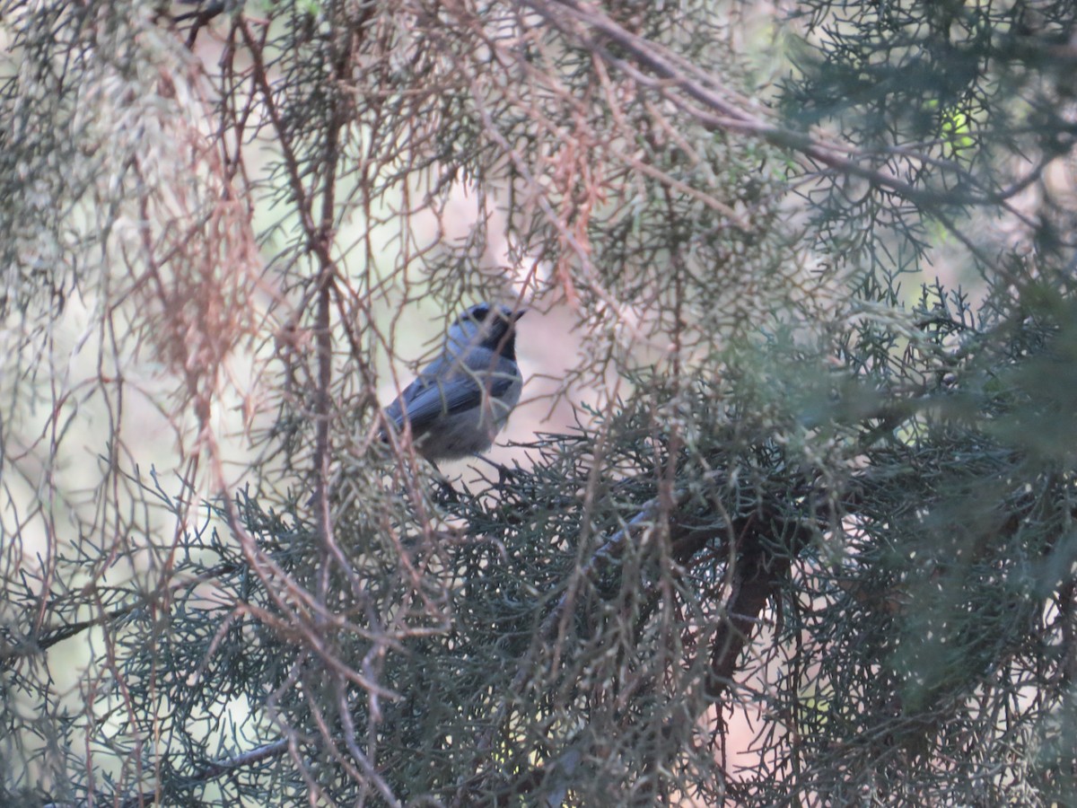 Mountain Chickadee - ML645127621