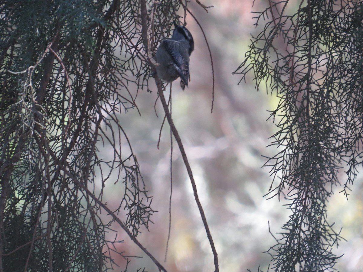 Mountain Chickadee - ML645127622