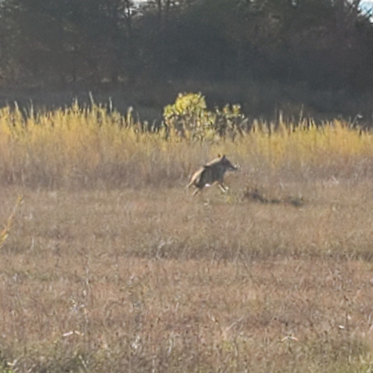 Animals - ML645127633