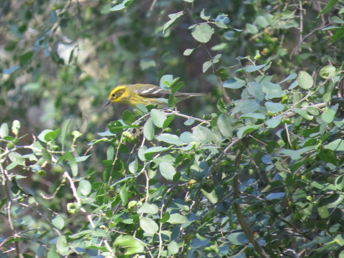 Townsend's Warbler - ML645127638