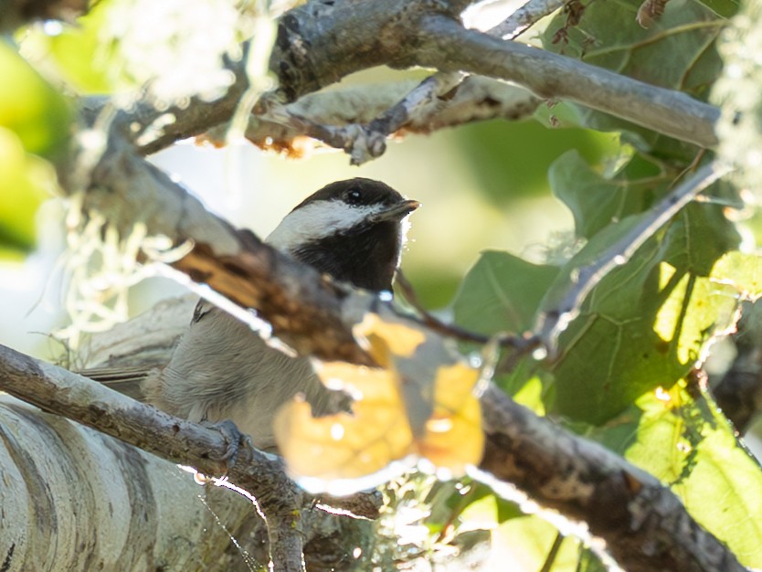 Chestnut-backed Chickadee - ML645127641