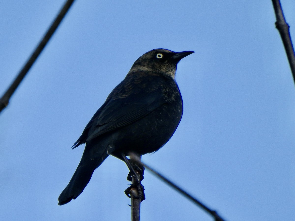 Rusty Blackbird - ML645127647