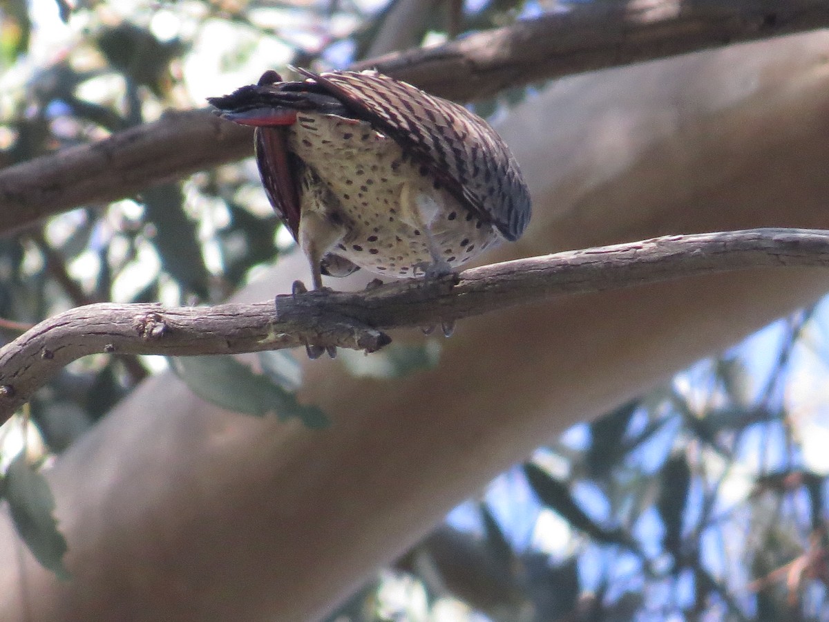Northern Flicker (Red-shafted) - ML645127650