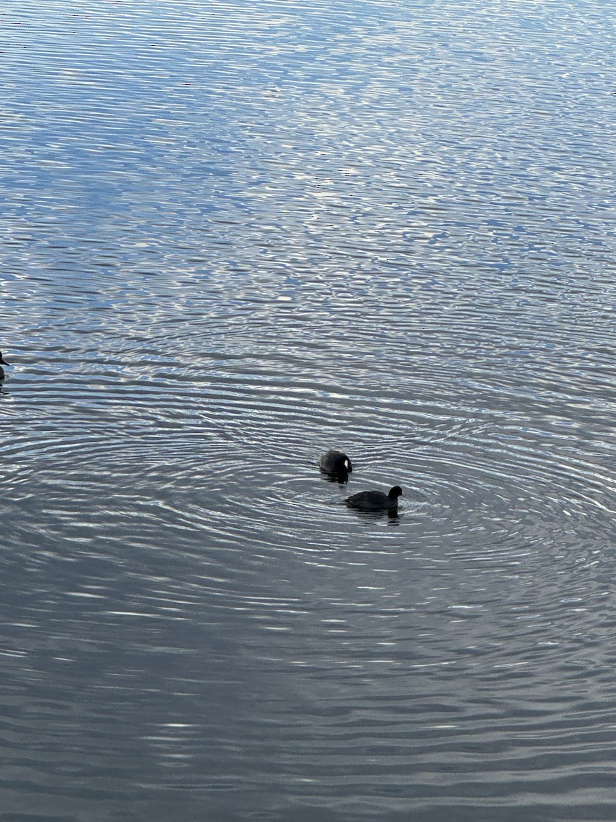 American Coot - ML645127651