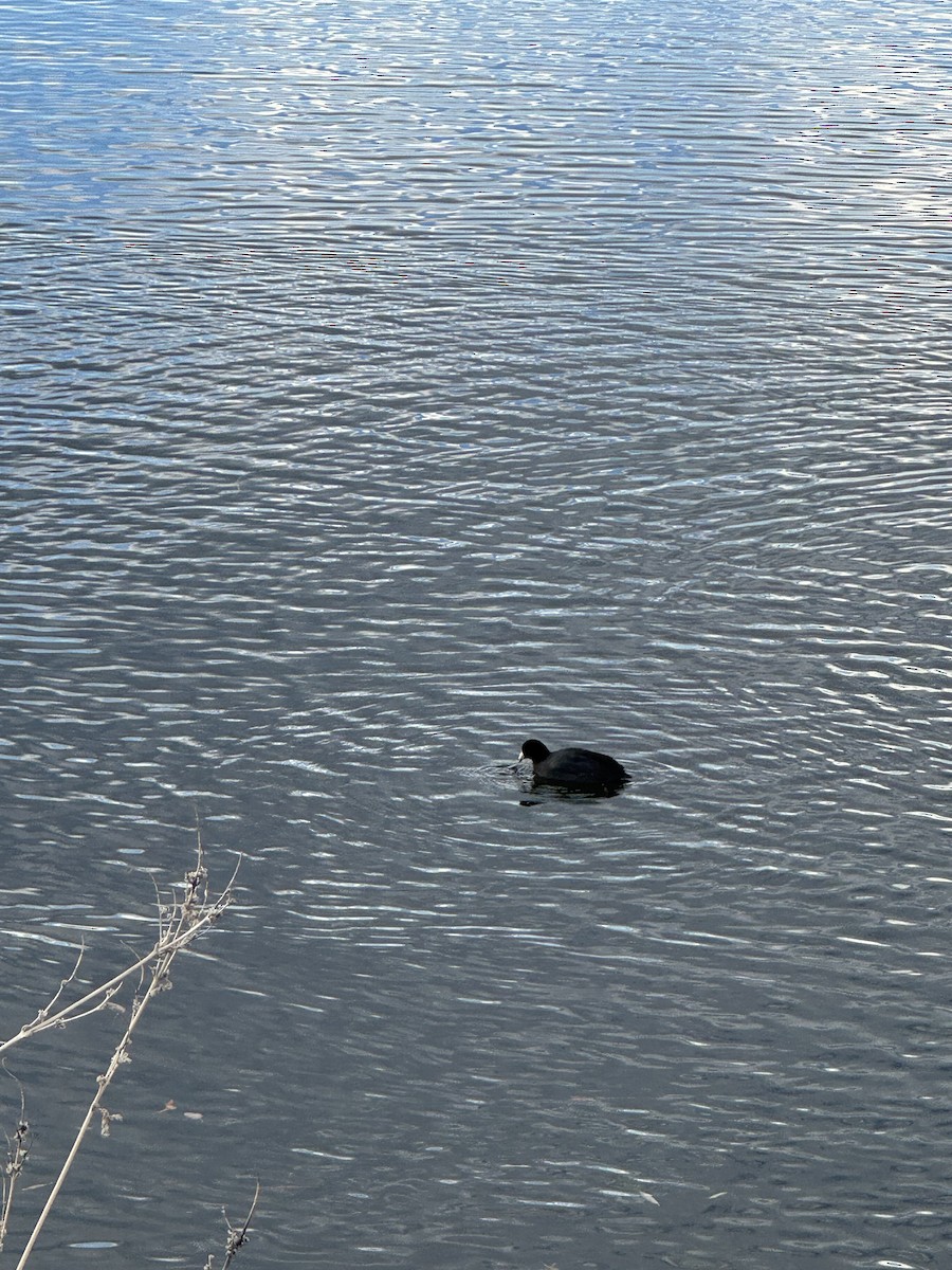 American Coot - ML645127653