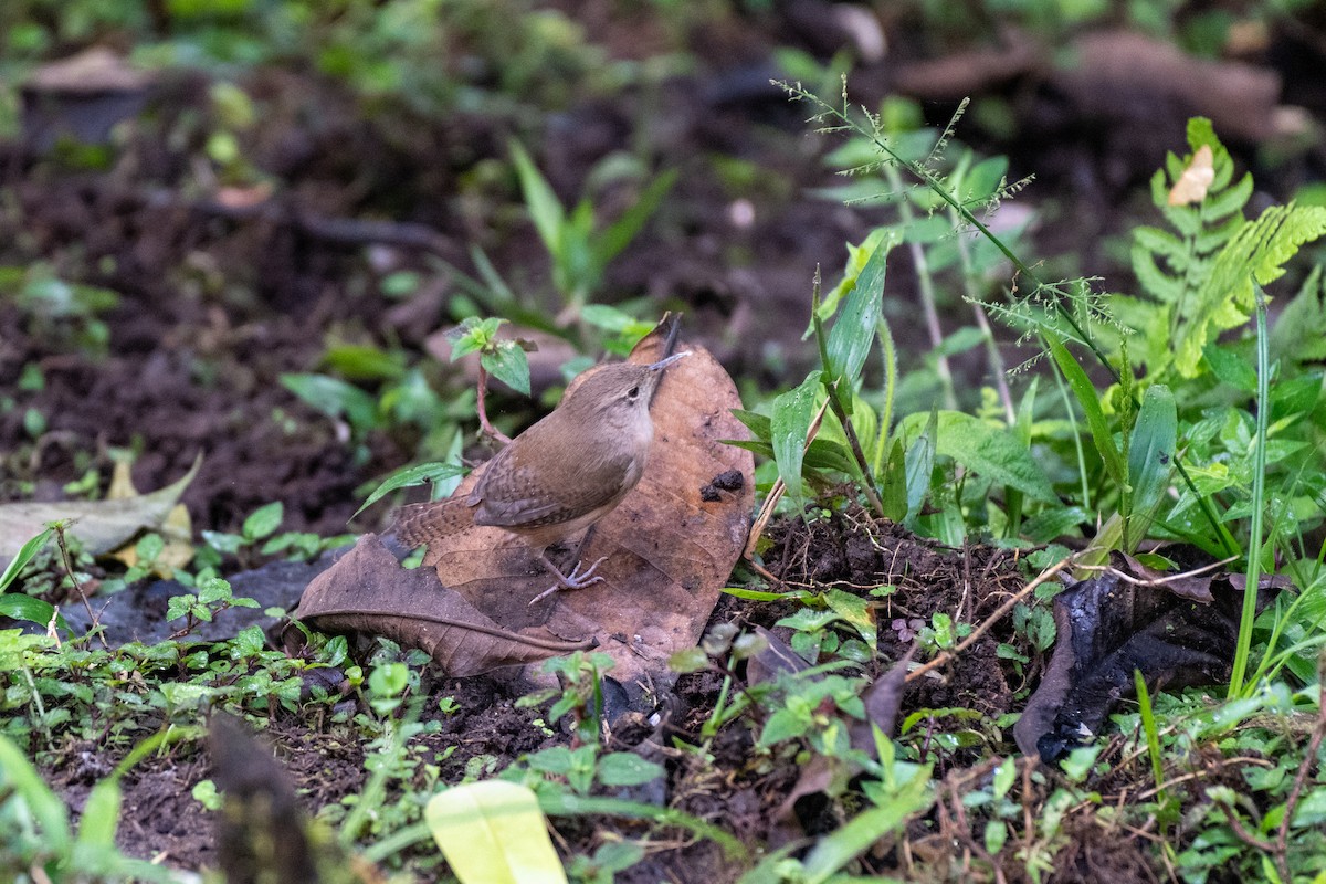 Southern House Wren (North Andean) - ML645127660
