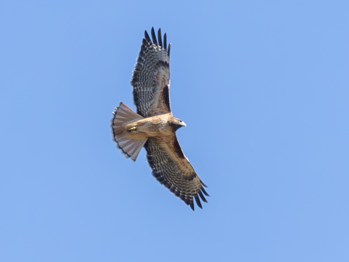 Red-tailed Hawk (calurus/alascensis) - ML645127661