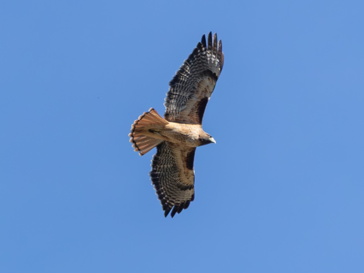 Red-tailed Hawk (calurus/alascensis) - ML645127662