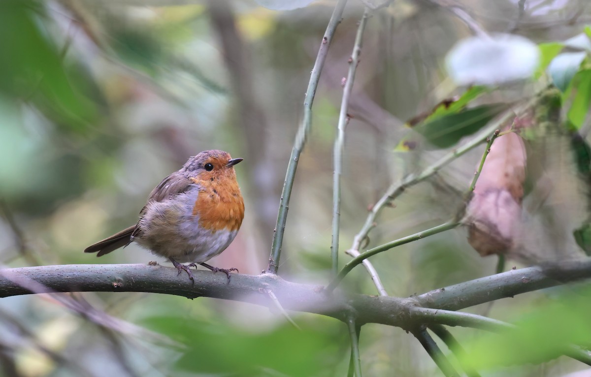 European Robin - ML645127666