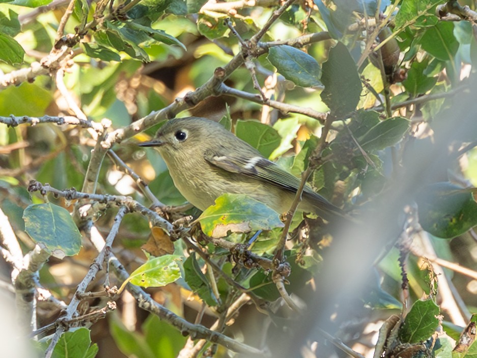 Ruby-crowned Kinglet - ML645127671