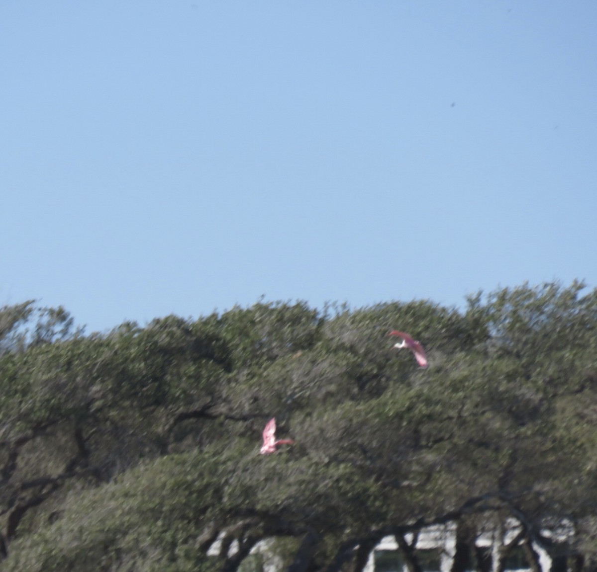 Roseate Spoonbill - ML645127678