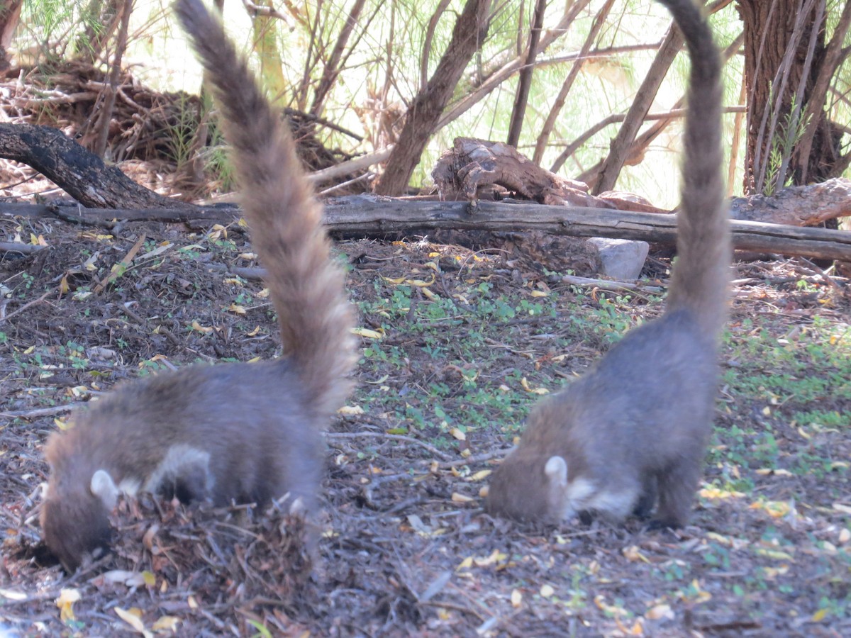 南美浣熊属 - ML645127679