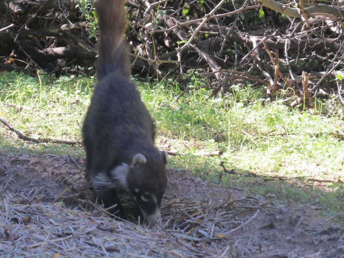 南美浣熊属 - ML645127681