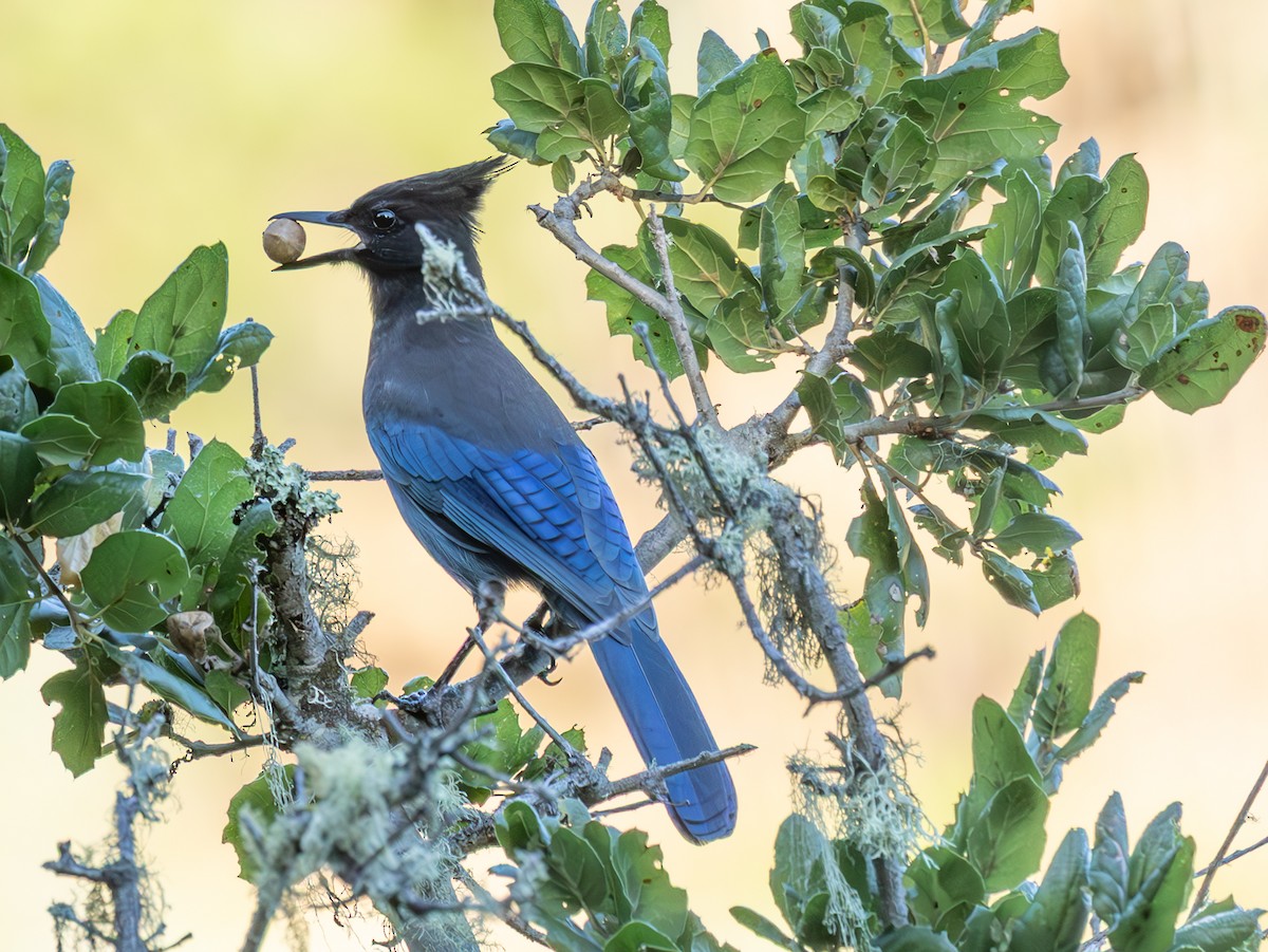 Steller's Jay (Coastal) - ML645127687